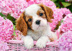Pup in Pink Flowers, 500 Piece Jigsaw Puzzle