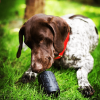 SP Magnum Can Toy eDispenser Ultra Durable Rubber Chew Toy
