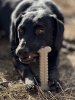 Tough Bone Nylon Chew Bone | Ultra-Durable Dog Toy for Aggressive Chewers