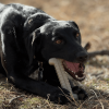 Tough Bone Nylon Chew Bone | Ultra-Durable Dog Toy for Aggressive Chewers