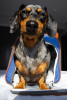 Mr. Peanut's Gold Series Pet Carrier