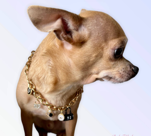 My Dainty Charm Necklace (size: small)