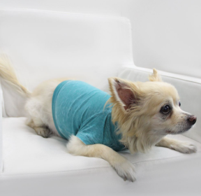 Doggy Tee (Color: Peacock, size: large)